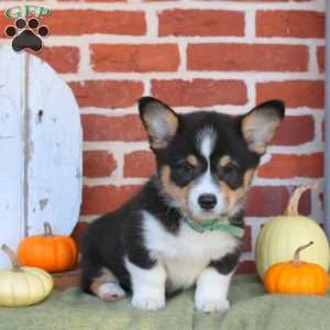 Alice, Pembroke Welsh Corgi Puppy