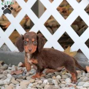 Alice, Dachshund Puppy