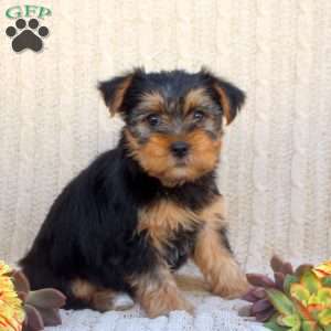 Alice, Yorkie Puppy