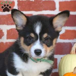 Alice, Pembroke Welsh Corgi Puppy
