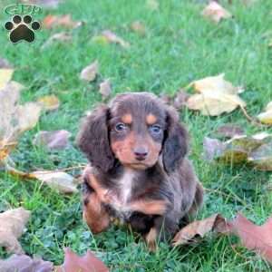 Alice, Dachshund Puppy