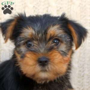 Alice, Yorkie Puppy