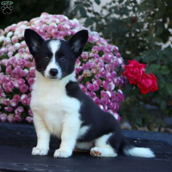 Alice, Welsh Corgi Mix Puppy