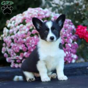 Alice, Welsh Corgi Mix Puppy
