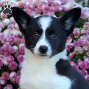Alice, Welsh Corgi Mix Puppy