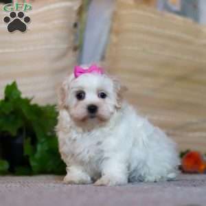 Alisa, Shorkie Puppy