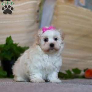 Alisa, Shorkie Puppy