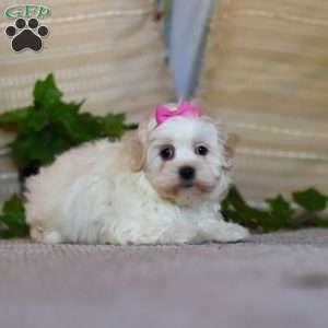 Alisa, Shorkie Puppy