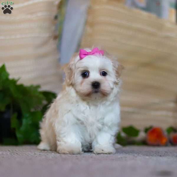 Alisa, Shorkie Puppy