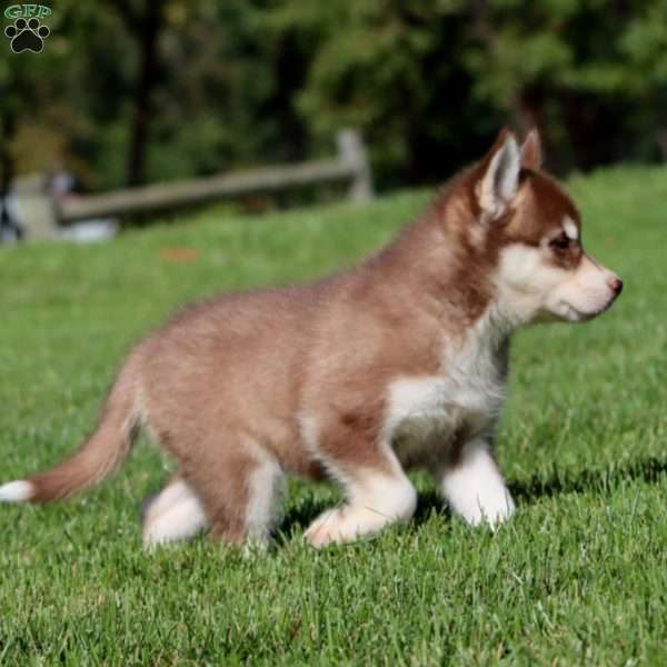 Alisha, Siberian Husky Puppy