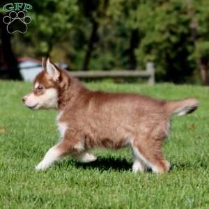 Alisha, Siberian Husky Puppy