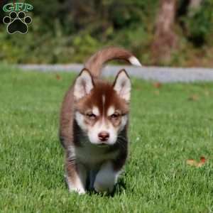 Alisha, Siberian Husky Puppy