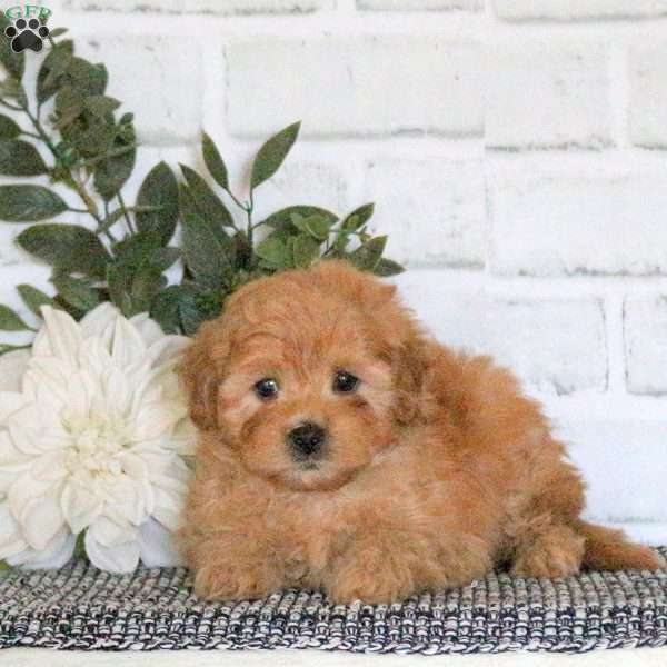 Allie, Mini Goldendoodle Puppy
