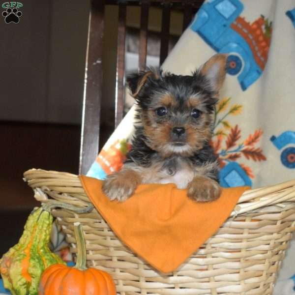 Allie, Yorkie Puppy