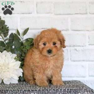 Allie, Mini Goldendoodle Puppy