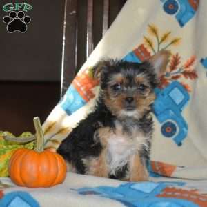 Allie, Yorkie Puppy