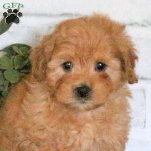 Allie, Mini Goldendoodle Puppy