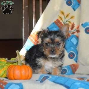 Allie, Yorkie Puppy