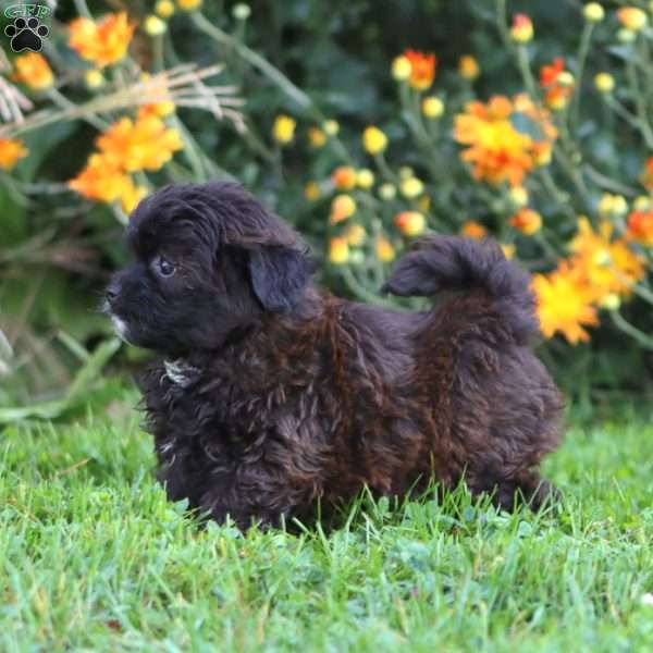 Allie, Shih-Poo Puppy