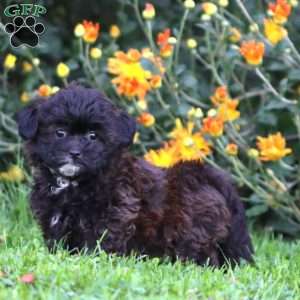 Allie, Shih-Poo Puppy