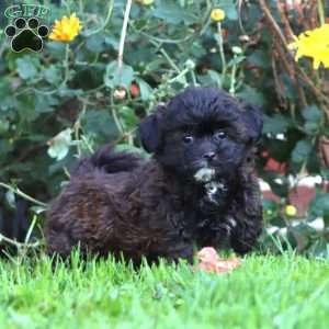 Allie, Shih-Poo Puppy