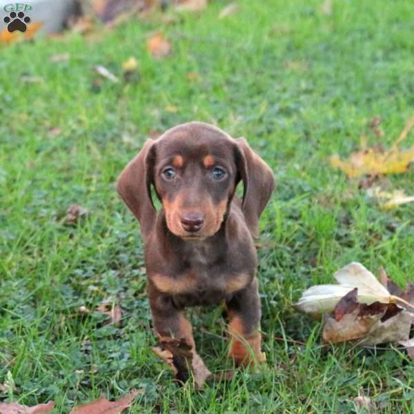Amanda, Dachshund Puppy