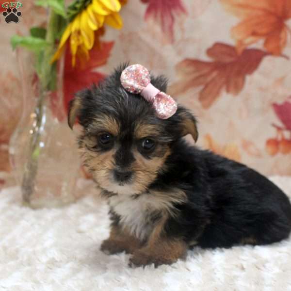 Amanda, Yorkie Mix Puppy