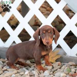 Amanda, Dachshund Puppy