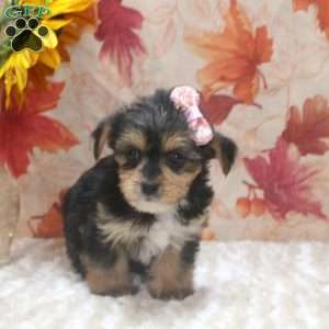 Amanda, Yorkie Mix Puppy