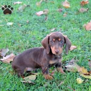 Amanda, Dachshund Puppy
