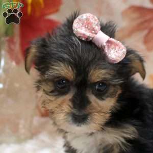 Amanda, Yorkie Mix Puppy