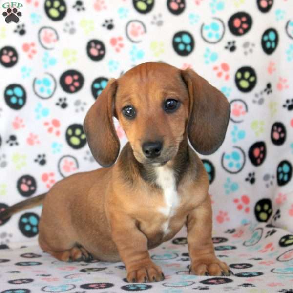 Amber, Dachshund Puppy