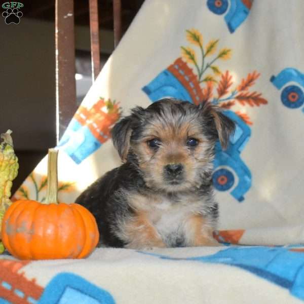 Amber, Yorkie Puppy