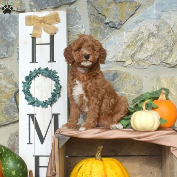 Amber, Mini Goldendoodle Puppy