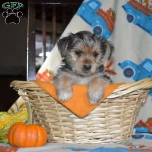 Amber, Yorkie Puppy