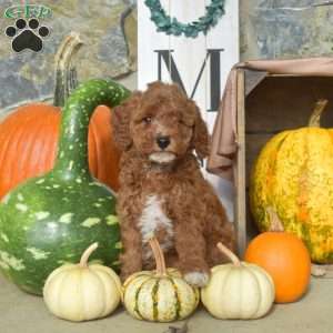 Amber, Mini Goldendoodle Puppy