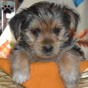 Amber, Yorkie Puppy