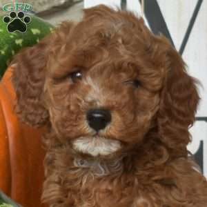 Amber, Mini Goldendoodle Puppy