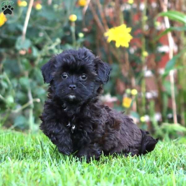 Amy, Shih-Poo Puppy