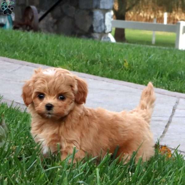 Amy, Maltipoo Puppy