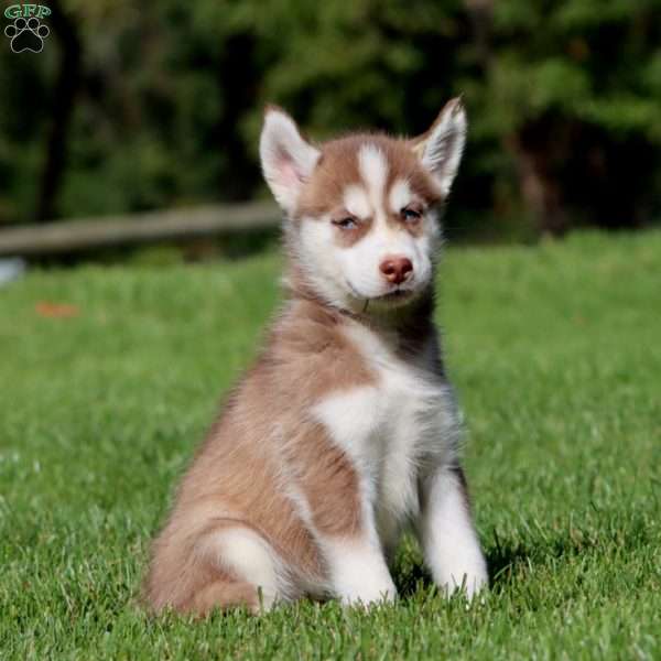 Amy, Siberian Husky Puppy