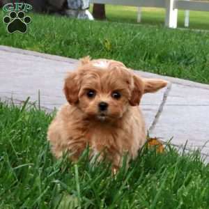 Amy, Maltipoo Puppy