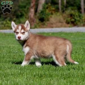 Amy, Siberian Husky Puppy