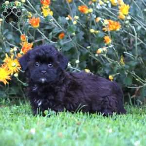 Amy, Shih-Poo Puppy
