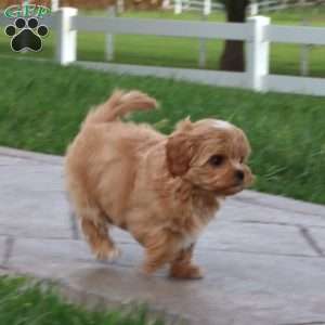 Amy, Maltipoo Puppy