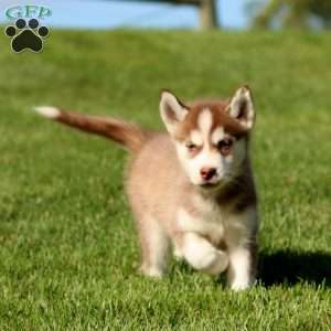 Amy, Siberian Husky Puppy