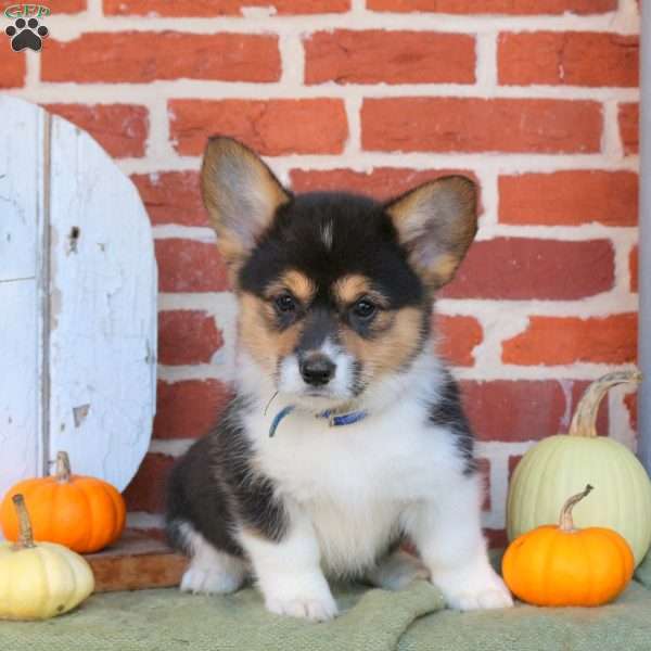 Andie, Pembroke Welsh Corgi Puppy