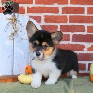 Andie, Pembroke Welsh Corgi Puppy