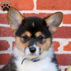 Andie, Pembroke Welsh Corgi Puppy
