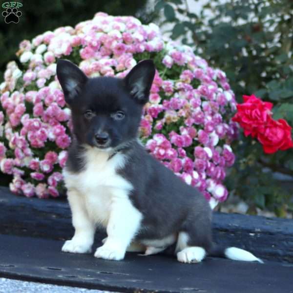 Andy, Welsh Corgi Mix Puppy